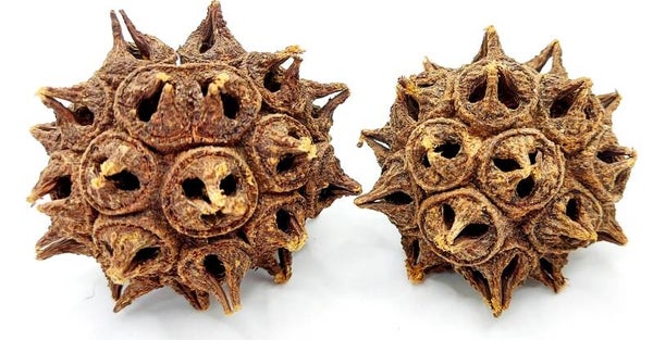 Eucalyptus Lehmannii 3-5 cm - Eukalyptus