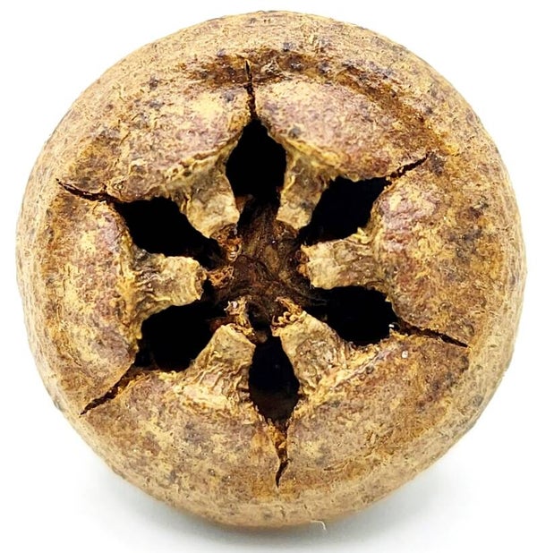 Eucalyptus Pods - Eukalyptus Pods