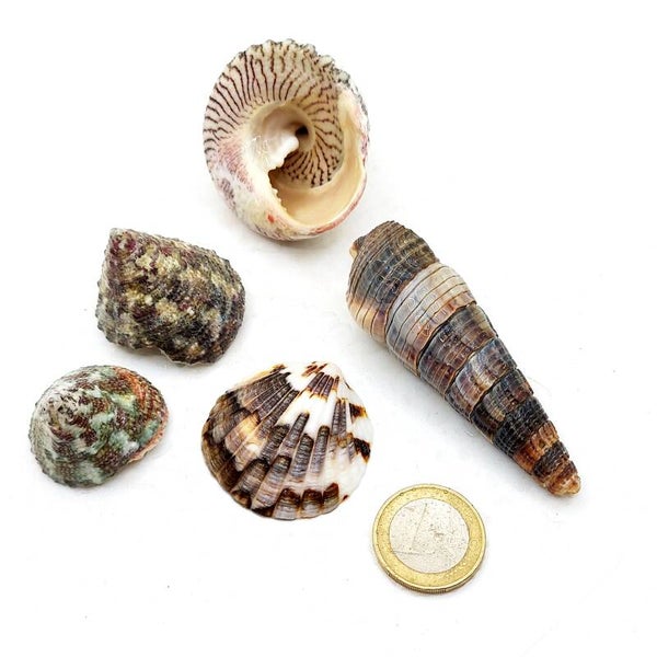 Muschel Set GRAU (MS 1)