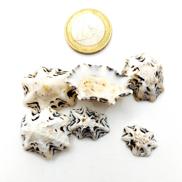 Pasa Napfschnecke, Futterschale mini