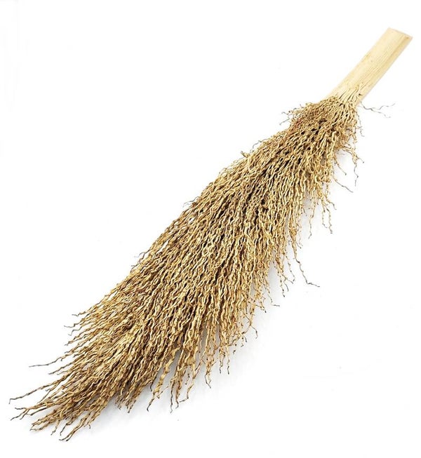 Palmenbusch, ca. 30 - 60 cm