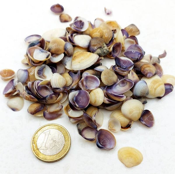 Mini Muscheln, Nano Deko in lila / beige