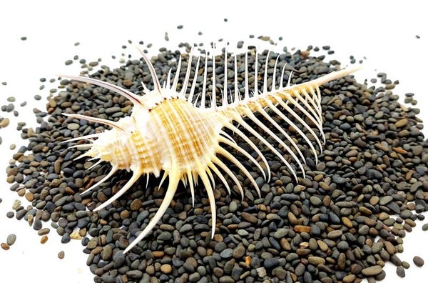Stachelschnecke - Venuskamm - Murex Pecten, ca. 10 cm
