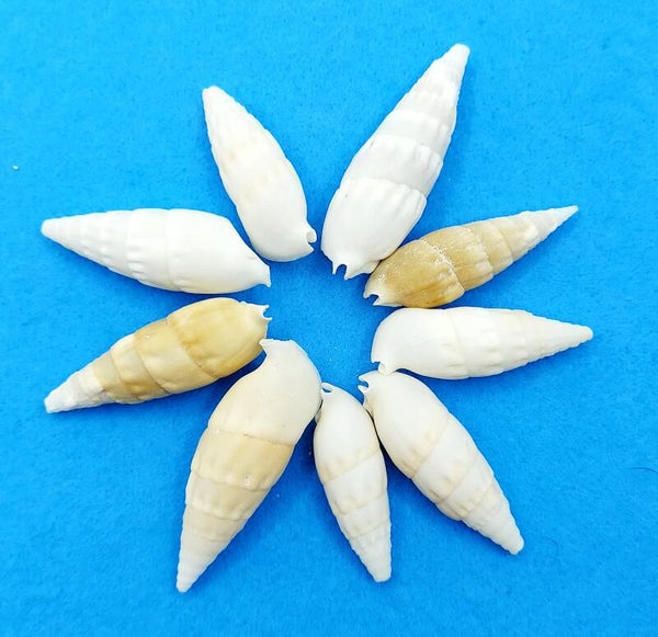 10 x Schneckenhaus weiß/ beige - 3 bis 5 cm