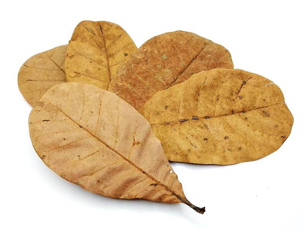 Cashew Blätter 10 St.