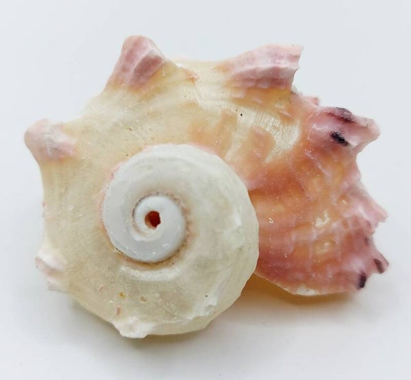 Delphi Schnecke weiß/ rosé