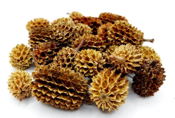 Casuarina Cones - Kasuarinen Zapfen