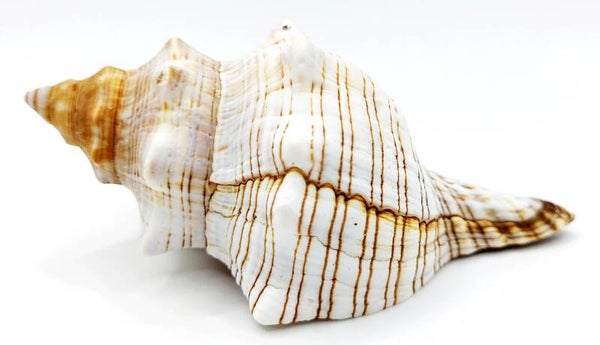 Große Trapez-Schnecke - Fasciolaria trapezium -  10 bis 12 cm