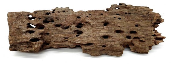 Drachenholz (HMA 7), ca. 30 x 11 x 7 cm