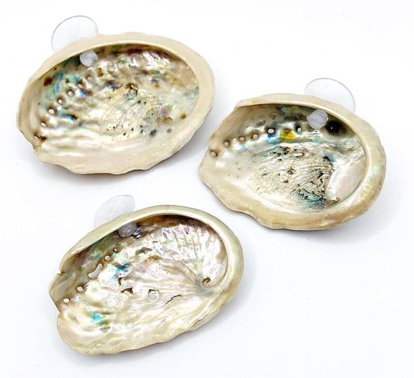 Kampffisch Bettchen - Muschelschale