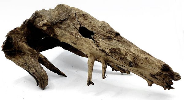 Corbo Root (DSD 6), ca. 23 x 13 x 12 cm