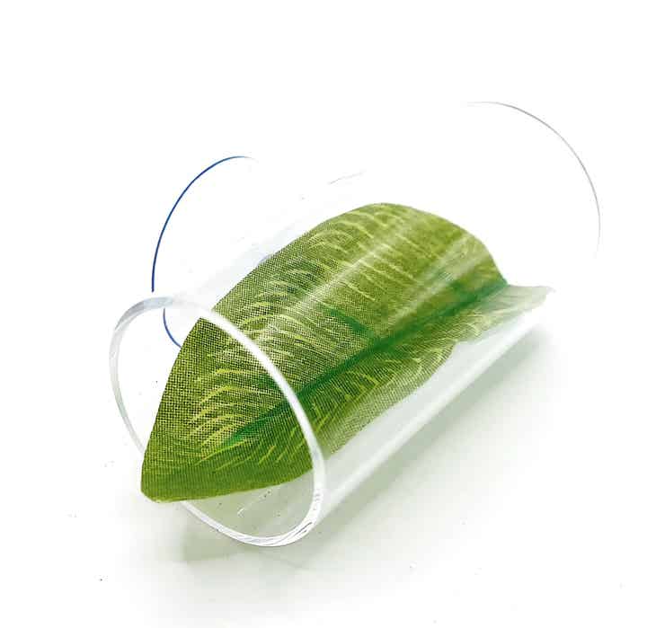 Betta Tunnel - Röhre - durchsichtig