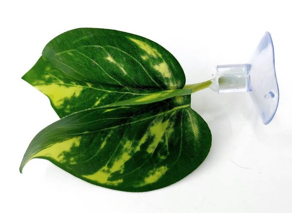 Betta Blatt "Efeutute"