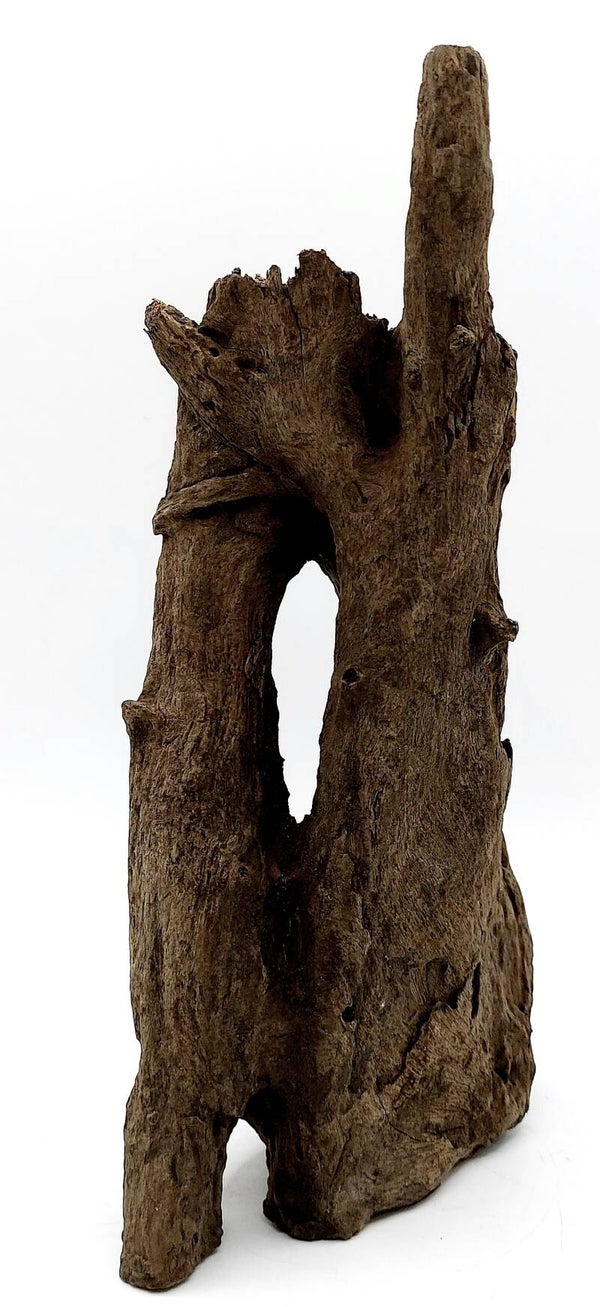 Corbo Root (LD 14), ca. 23 x 13 x 7 cm