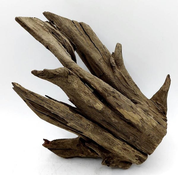 Corbo Root (LD 30), ca. 21 x 17 x 12 cm