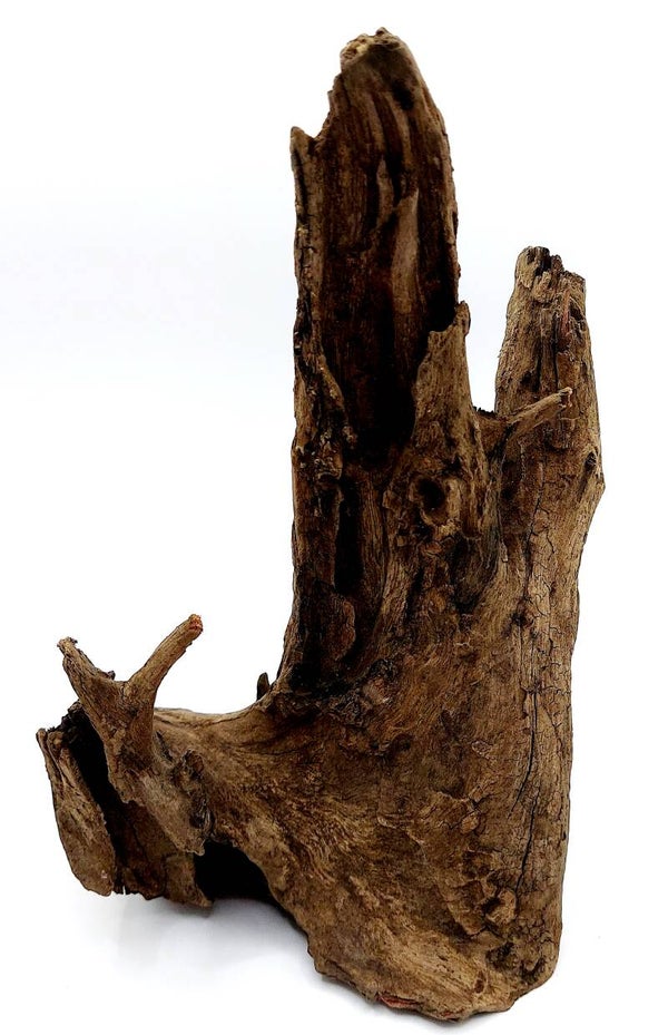 Corbo Root (NG 7), ca. 19 x 12 x 10 cm
