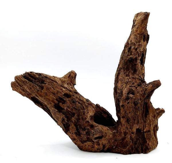 Corbo Root (NG 12), ca. 17 x 20 x 9 cm