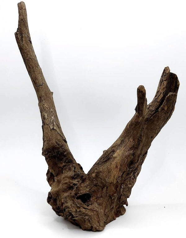 Corbo Root (NG 16), ca. 27 x 22 x 11 cm