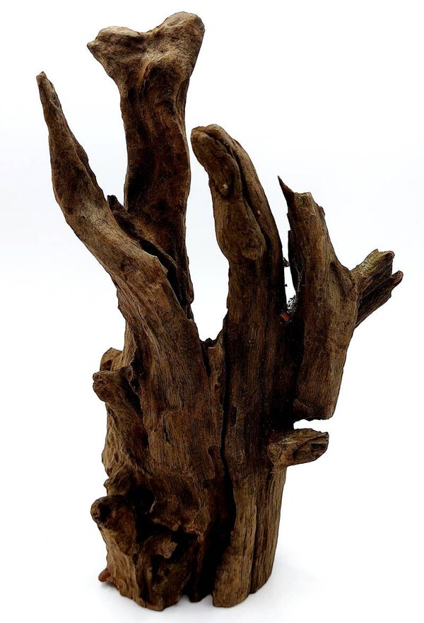 Corbo Root (NG 17), ca. 21 x 11 6 cm