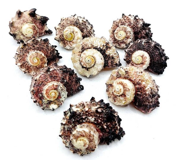 Delphi Schnecke - XL - mit Auswahl