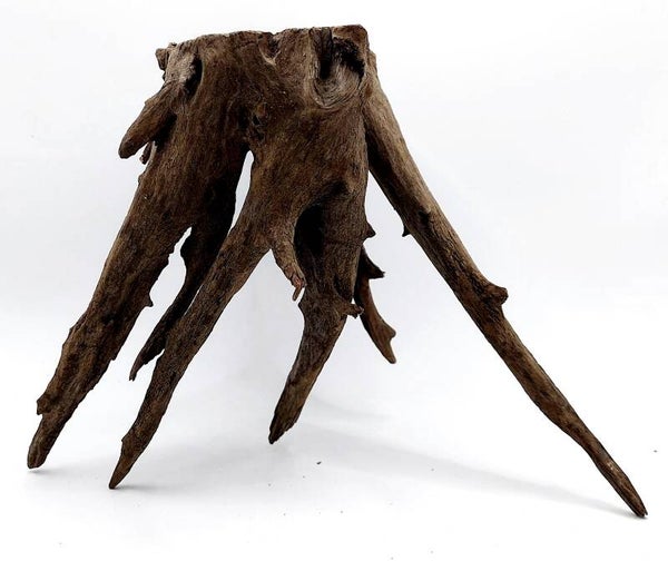 Corbo Root (HB 4), ca. 16 x 22 x 16 cm