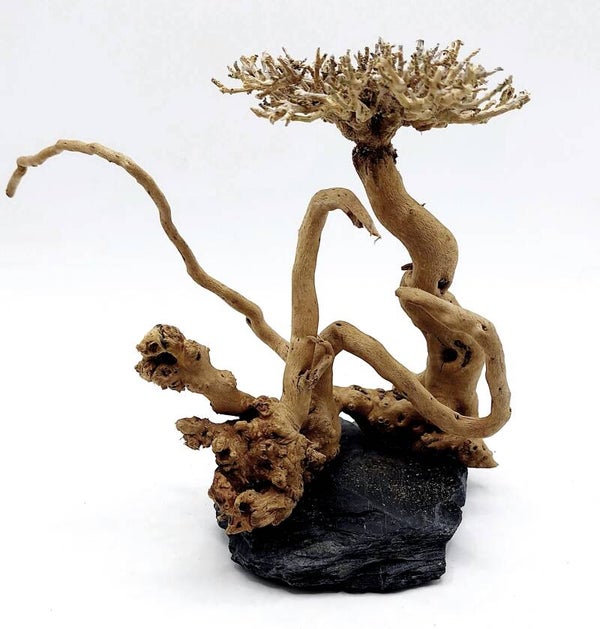 Bonsai auf Schiefer (NB 4), ca. 13 x 16 x 12 cm