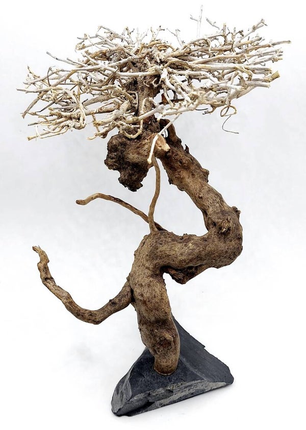 Bonsai auf Schiefer (NB 8), 19 x 18 x 16 cm