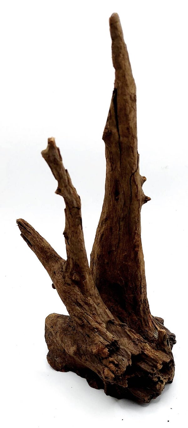 Corbo Root (HC 2), ca. 24 x 12 x 9 cm