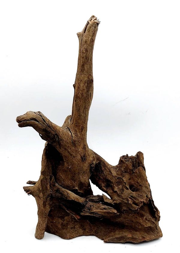 Corbo Root (HC 4), ca. 23 x 16 x 10 cm