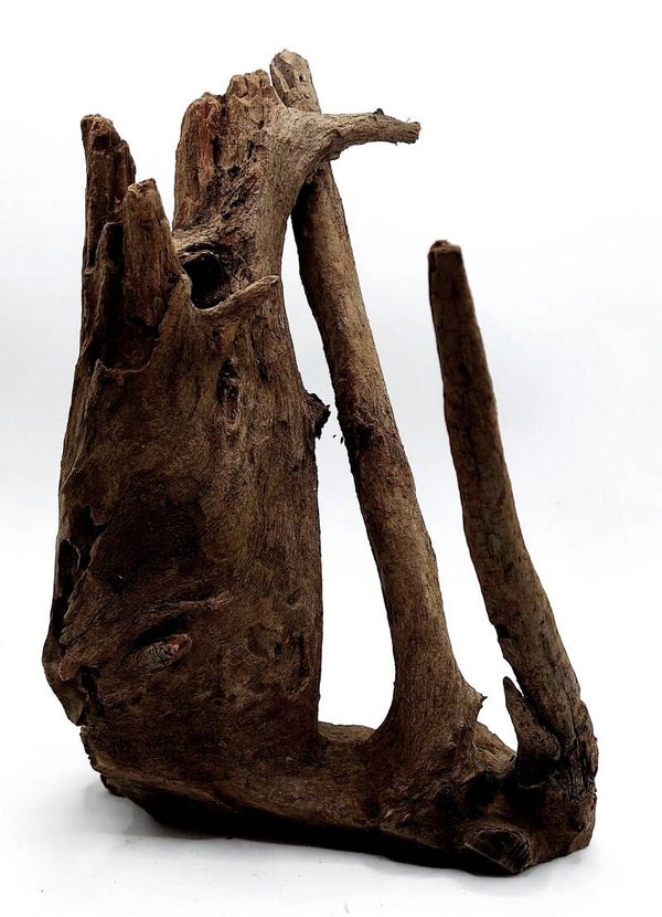 Corbo Root (HC 10), ca. 21 x 16 x 14 cm