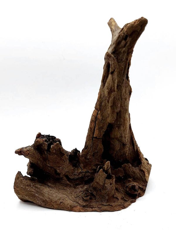 Corbo Root (HC 12), ca. 18 x 15 x 8 cm