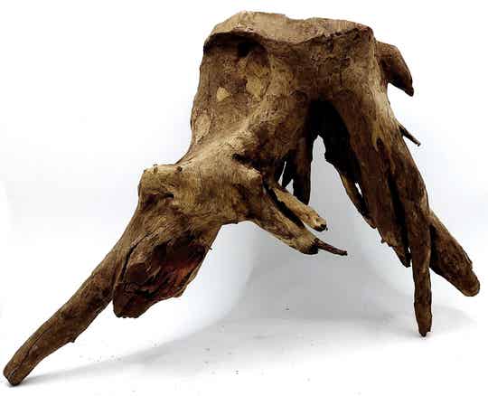 Corbo Root (HC 21), ca. 23 x 29 x 11 cm