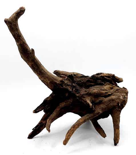 Corbo Root (HC 23), ca. 22 x 21 x 12 cm