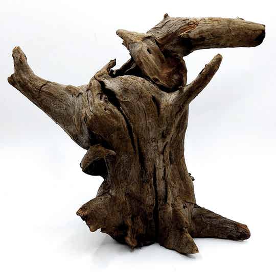 Corbo Root (HC 27), ca. 19 x 22 x 14 cm