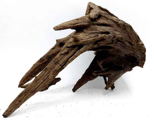 Corbo Root (HC 31), ca. 20 x 14 x 10 cm