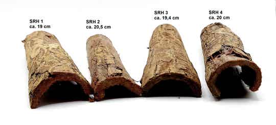 Große Seemandelbaum Röhren - halb - mit Auswahl (SRH)