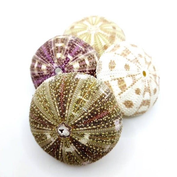 Wunderschöne bunte Seeigel Gehäuse - mit Auswahl (CS)