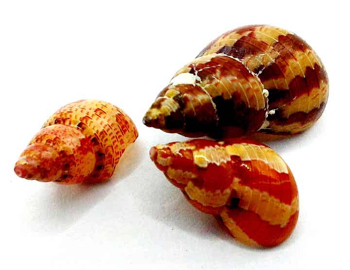 Phasianella sp. - 5 Stück (+1)