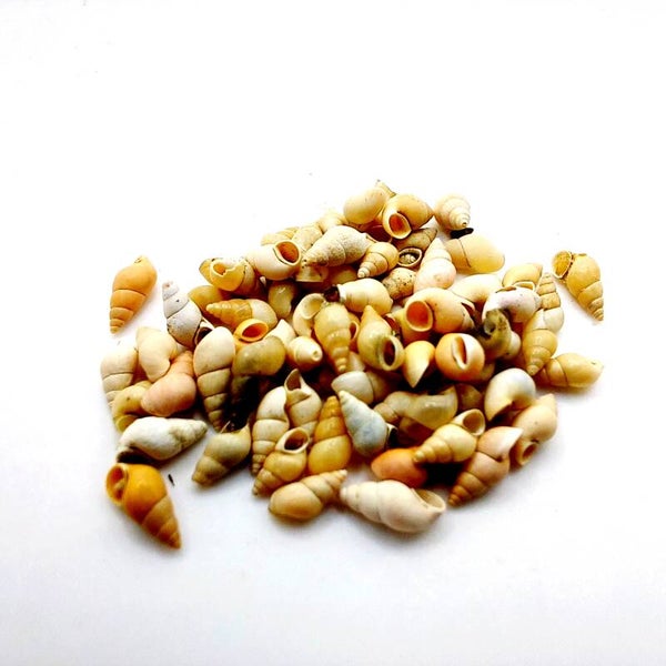 Neuseeländische Deckelschnecke - 5 Stück - Nanoschnecke