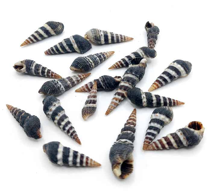 Zebramuscheln - Rhinoclavis