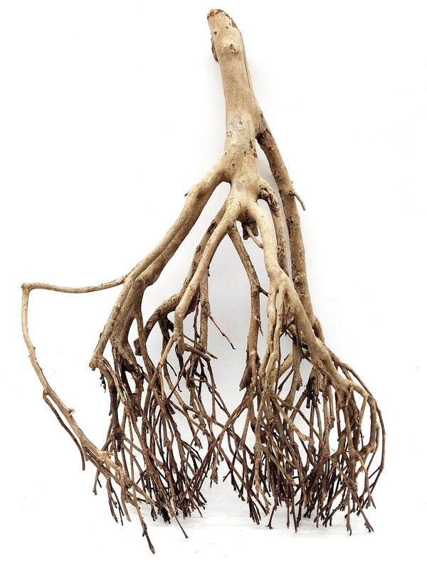 Tea Branch, Scaping Ast (E 7), ca. 46 x 26 x 15 cm