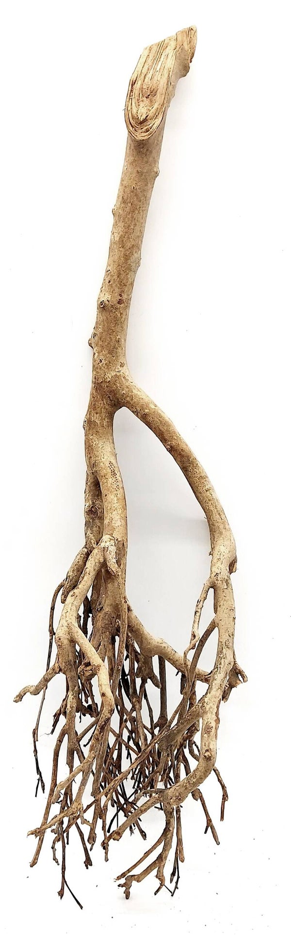 Tea Branch, Scaping Ast (E 17), ca. 56 x 15 x 15 cm