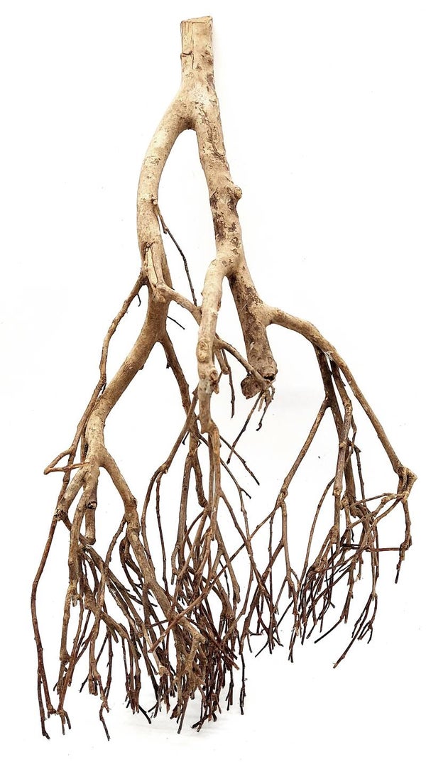 Tea Branch, Scaping Ast (E 18), ca. 54 x 26 x 13 cm