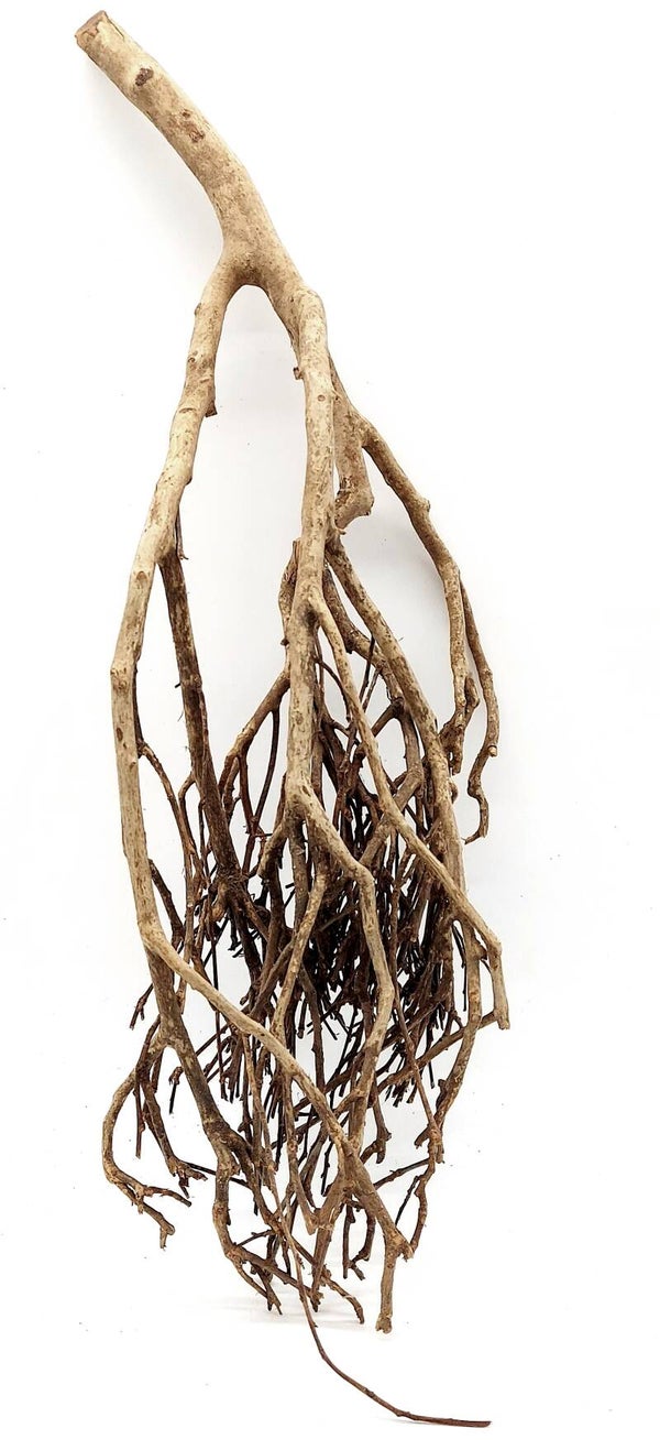 Tea Branch, Scaping Ast (E 19), ca. 55 x 20 x 9 cm