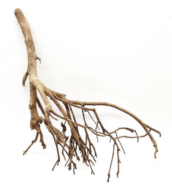 Tea Branch, Scaping Ast (E 33), ca. 52 x 40 x 16 cm