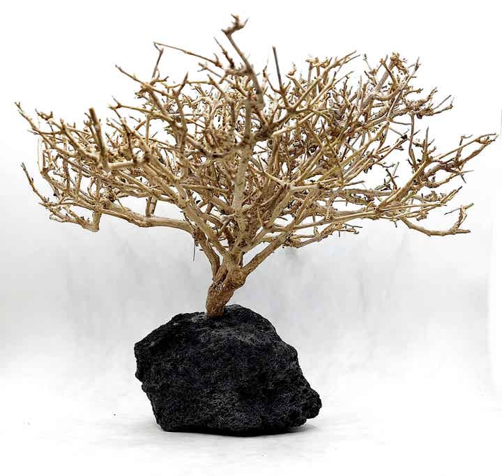 Großes Garnelen Bäumchen auf schwarzer Lava  (NK 1)