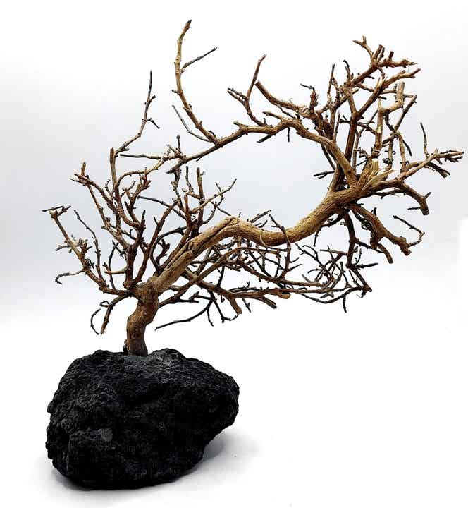Großes Garnelen Bäumchen auf schwarzer Lava (NK 4)