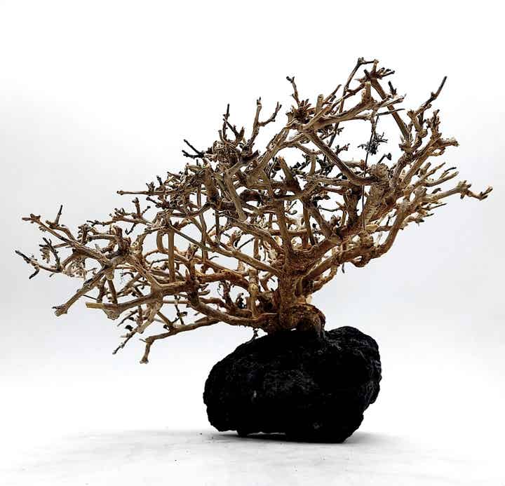 Großes Garnelen Bäumchen auf schwarzer Lava (NK 5)