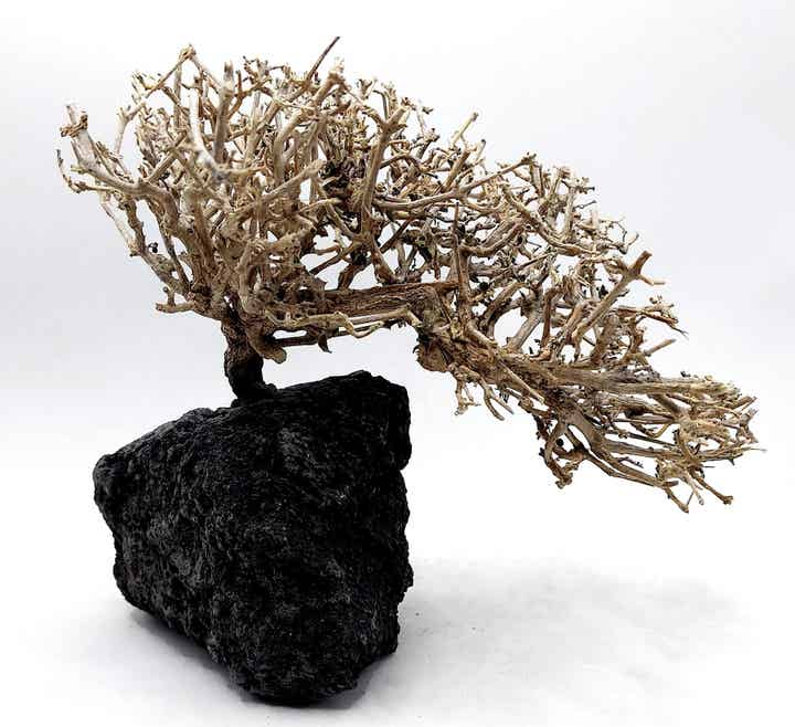 Großes Garnelen Bäumchen auf schwarzer Lava (NK 7)