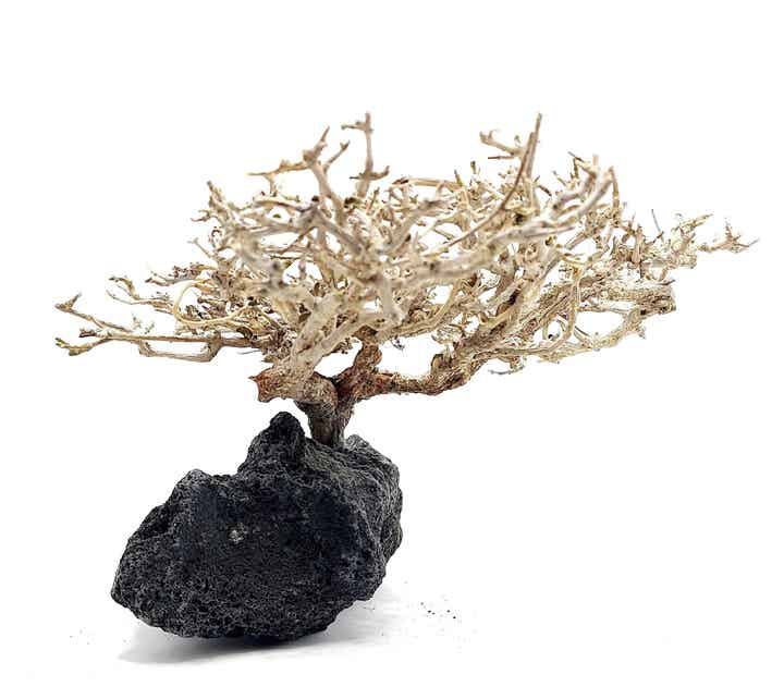 Garnelen Bäumchen auf schwarzer Lava (NK 8)